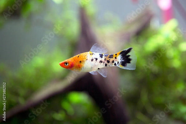 Obraz Xiphophorus hellerii - Green swordtail