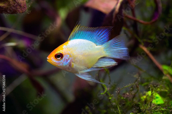 Obraz Mikrogeophagus ramirezi