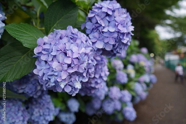 Fototapeta 飛鳥山公園の紫陽花