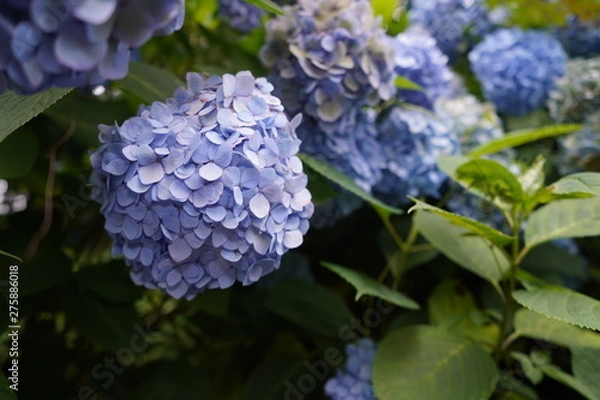 Obraz 飛鳥山公園の紫陽花