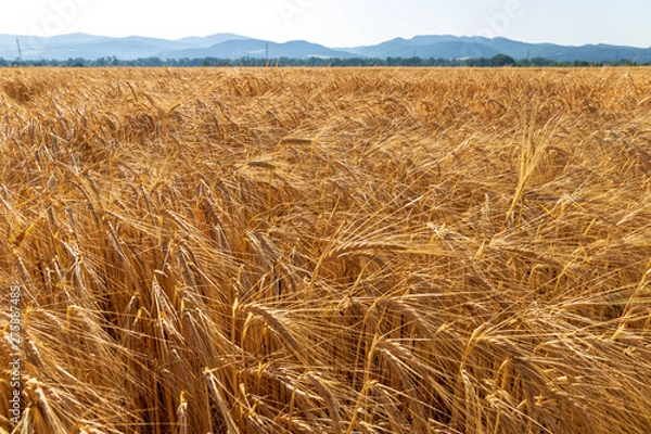 Obraz right before harvest
