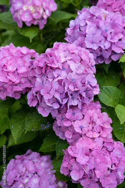 Fototapeta Hydrangea macrophylla