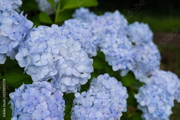 Fototapeta Hydrangea macrophylla