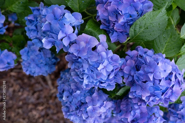 Fototapeta Hydrangea macrophylla