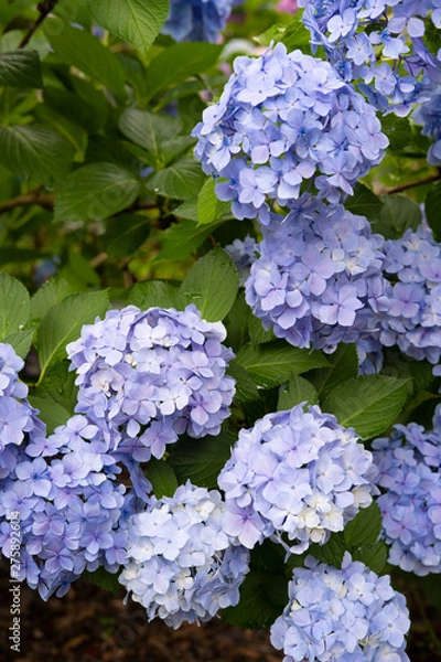 Fototapeta Hydrangea macrophylla