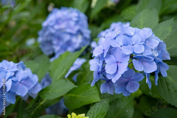 Fototapeta Hydrangea macrophylla