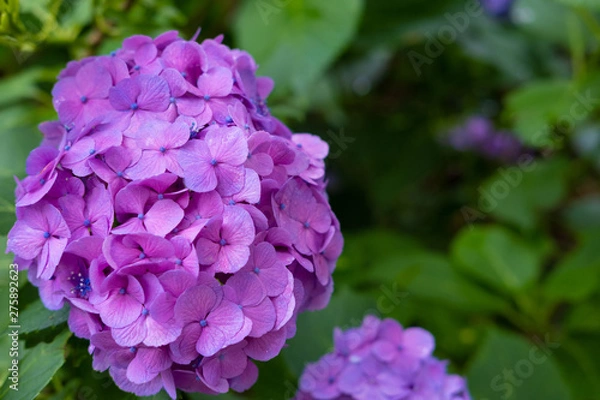 Fototapeta Hydrangea macrophylla