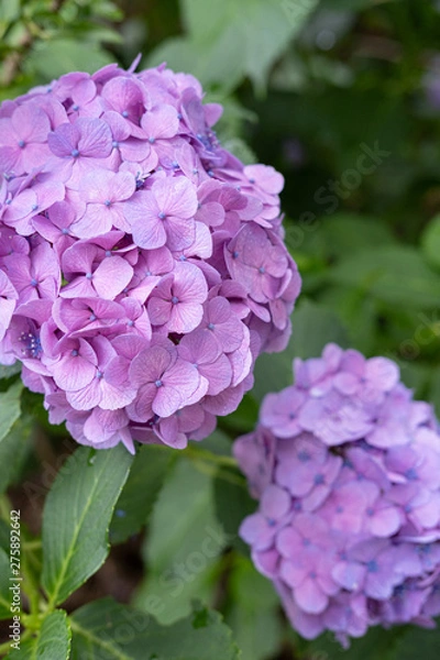 Fototapeta Hydrangea macrophylla