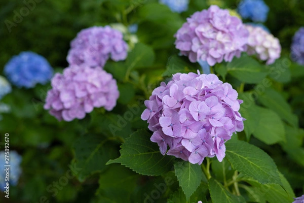 Fototapeta Hydrangea macrophylla