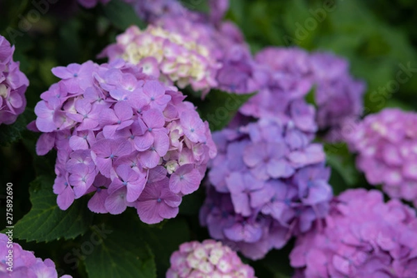 Fototapeta Hydrangea macrophylla