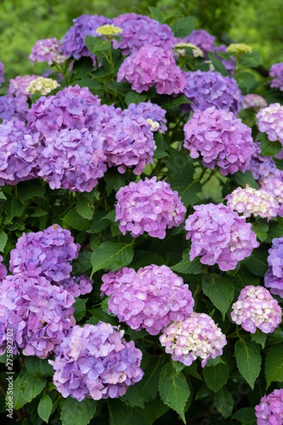 Fototapeta Hydrangea macrophylla