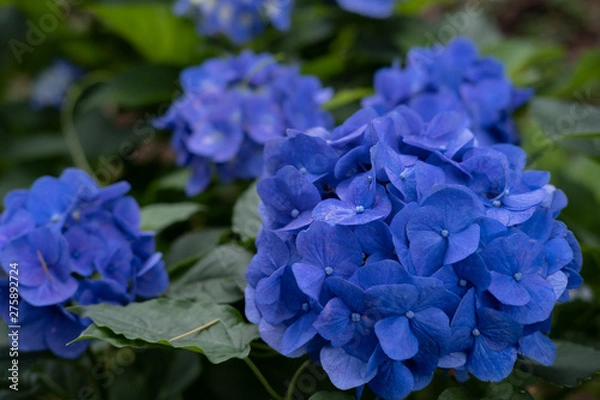 Fototapeta Hydrangea macrophylla