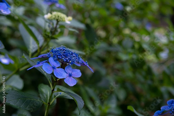 Fototapeta Hydrangea macrophylla