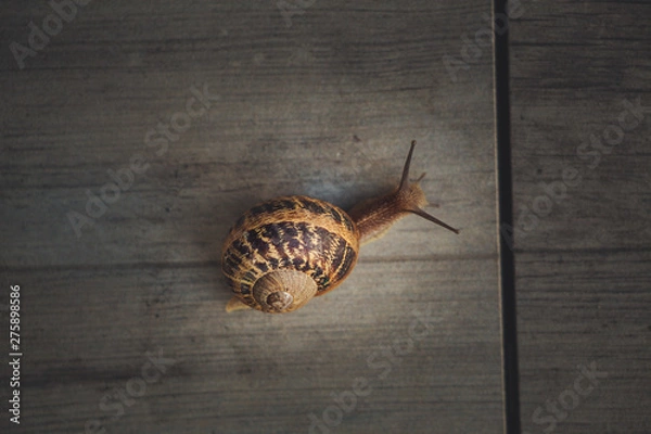 Obraz Snail on a walk