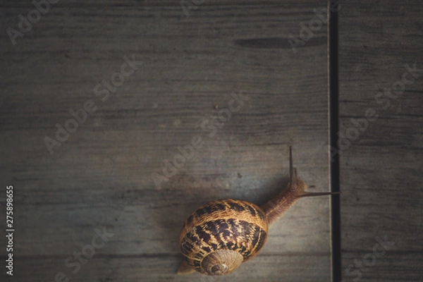 Obraz Snail on a walk