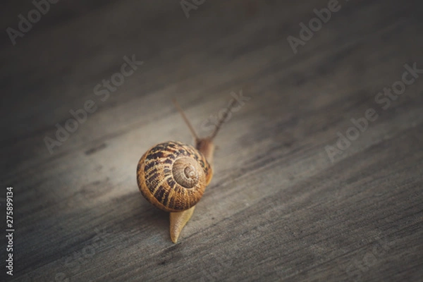 Obraz Snail on a walk
