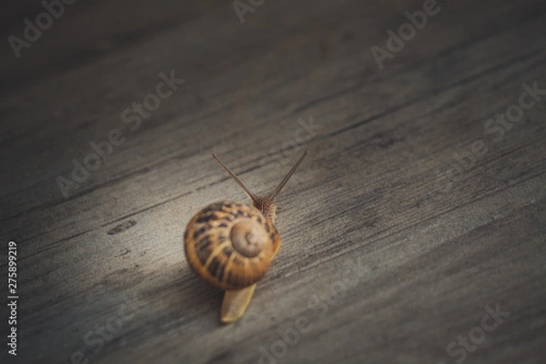 Obraz Snail on a walk