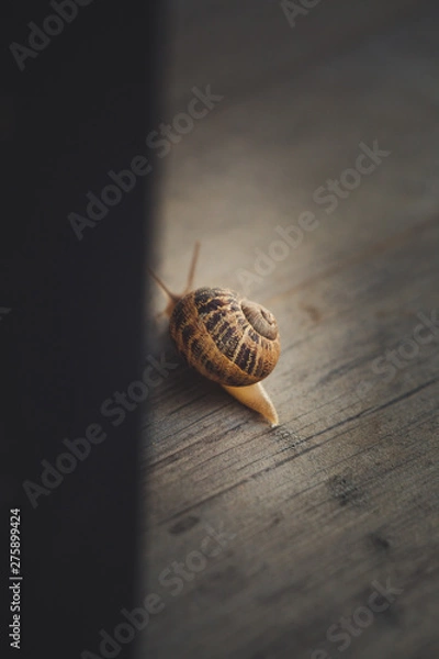 Obraz Snail on a walk