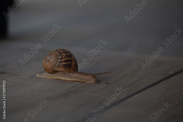 Obraz Snail on a walk