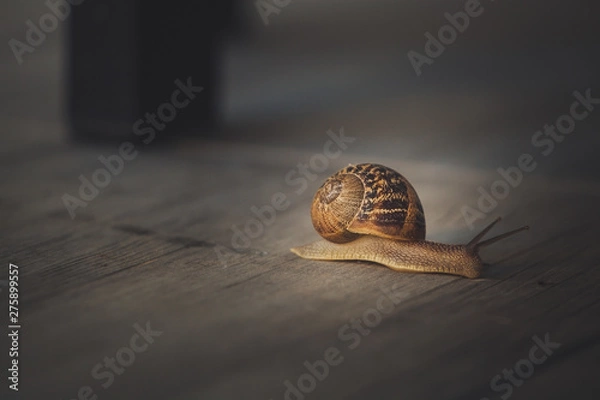 Obraz Snail on a walk