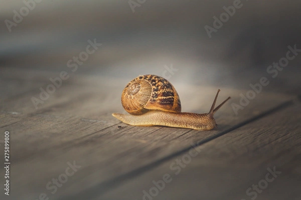 Obraz Snail on a walk