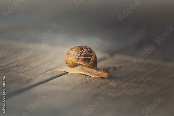 Obraz Snail on a walk