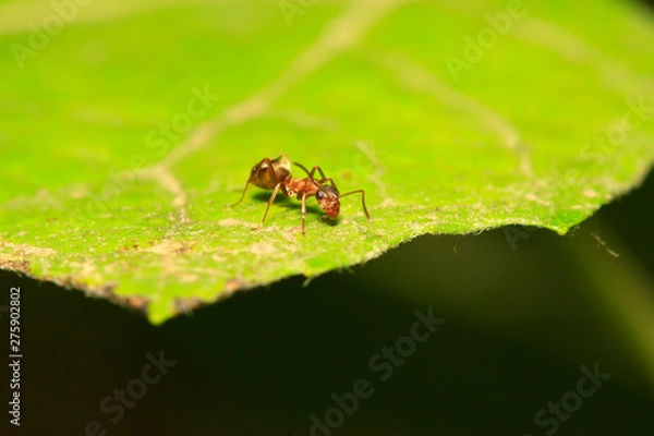 Fototapeta Formica fusca on plant
