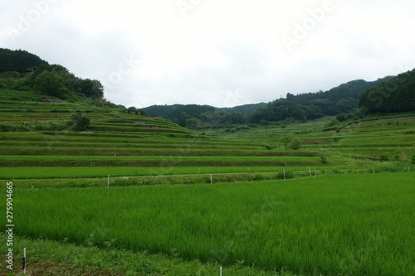 Fototapeta 日本の岡山県の美咲町大垪和西地区の美しい棚田