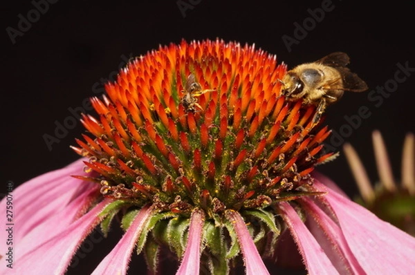 Obraz Встреча