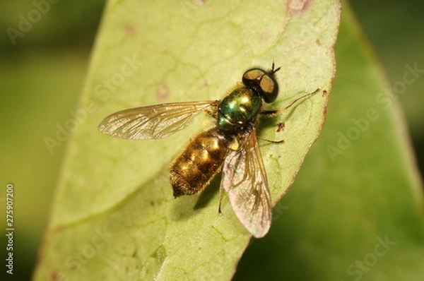 Obraz Показуха