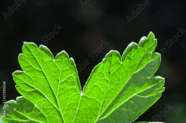 Obraz macro green textured plant leaf