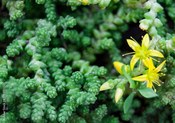 Obraz macro green textured plant leaf