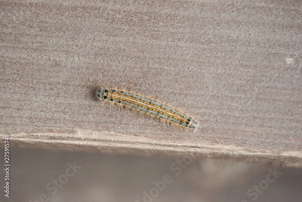 Obraz macro wooly bear caterpillar insect