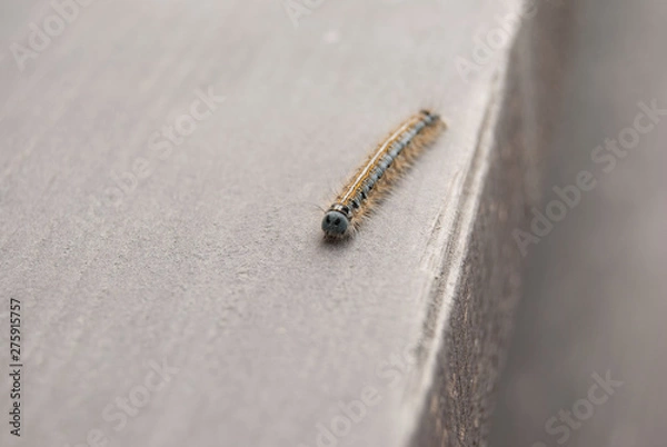 Obraz macro wooly bear caterpillar insect