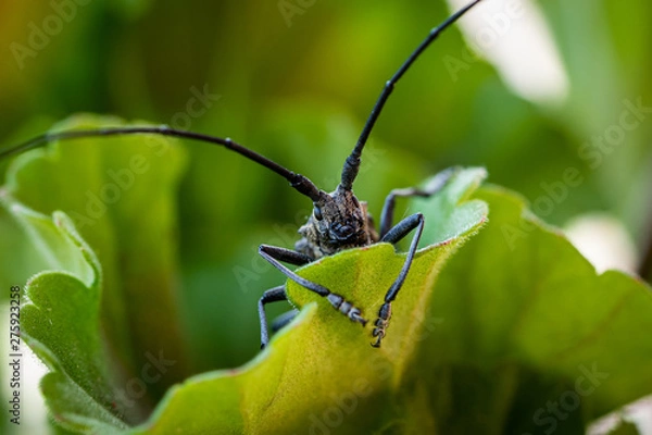 Obraz Nahaufnahme eines Bockkäfer