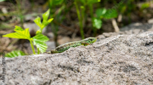Fototapeta Eidechse auf einem Stein