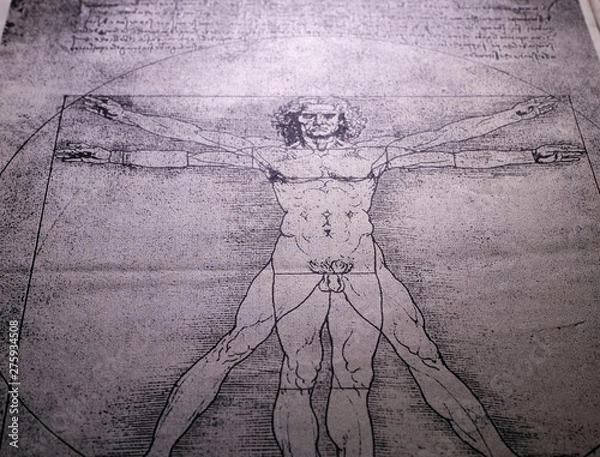 Obraz Rysunek anatomii