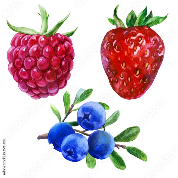 Obraz Watercolor illustration, set. Raspberries, strawberries, blueberries on a branch.