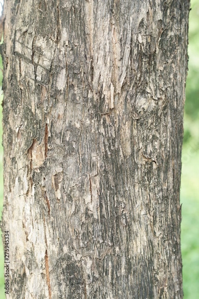 Obraz bark of a tree