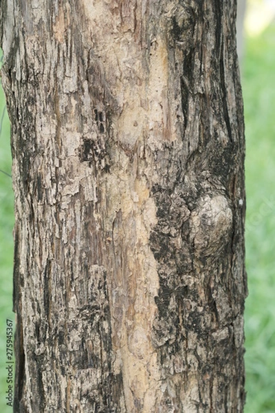 Obraz bark of a tree