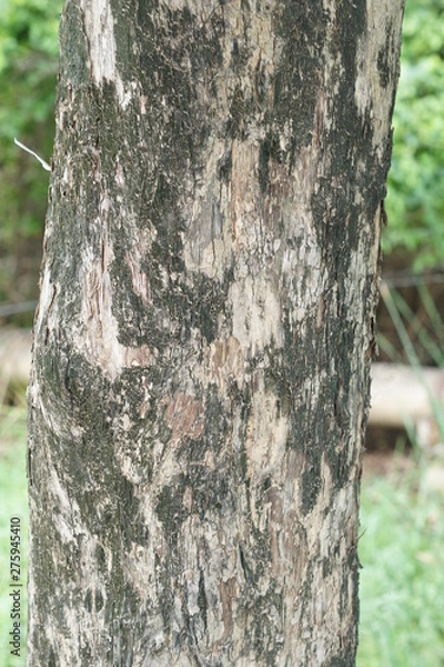 Obraz trunk of a tree