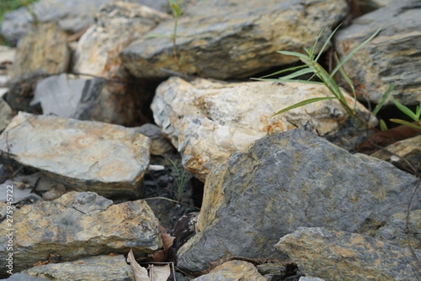 Obraz rocks in the forest