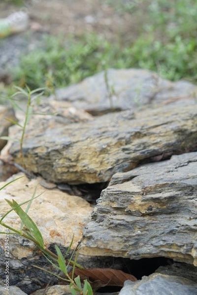 Obraz moss on a stone