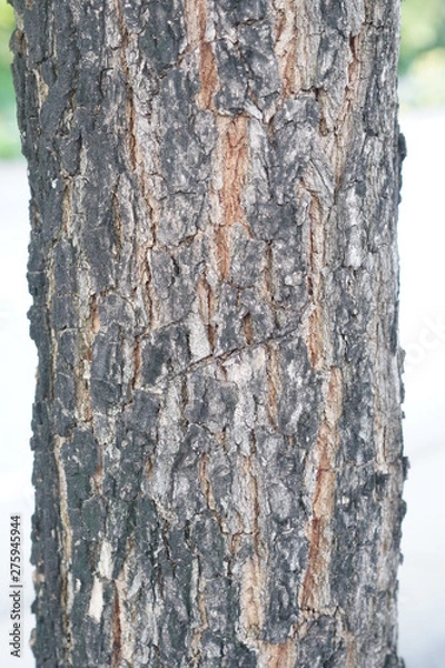 Obraz bark of a tree