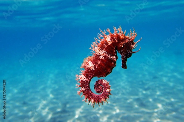 Fototapeta Konik morski śródziemnomorski - Hippocampus guttulatus