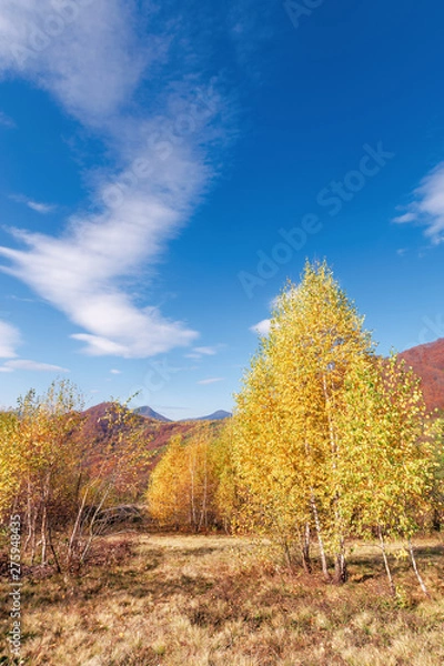 Fototapeta birch trees in yellow foliage. vivid nature scenery of carpathian mountains. clouds on the blue sky. uzhanian national park, transcarpathia, ukraine