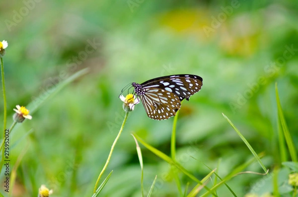 Fototapeta butterfly on flower