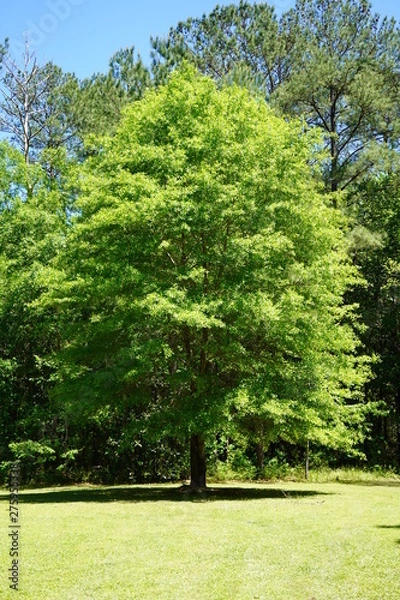 Fototapeta Tree in the Spring