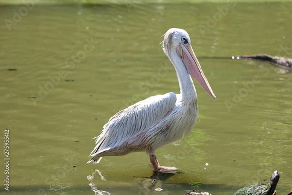 Obraz Pelican