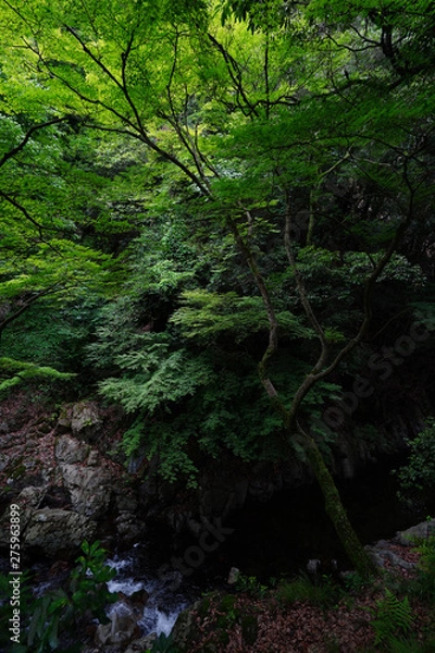 Fototapeta Landscape of Minoh